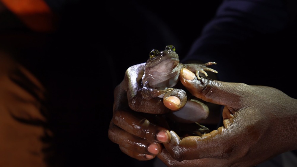 The Togo Slippery Frog or "The Whistling Frog", courtesy of HERP Conservation-Ghana