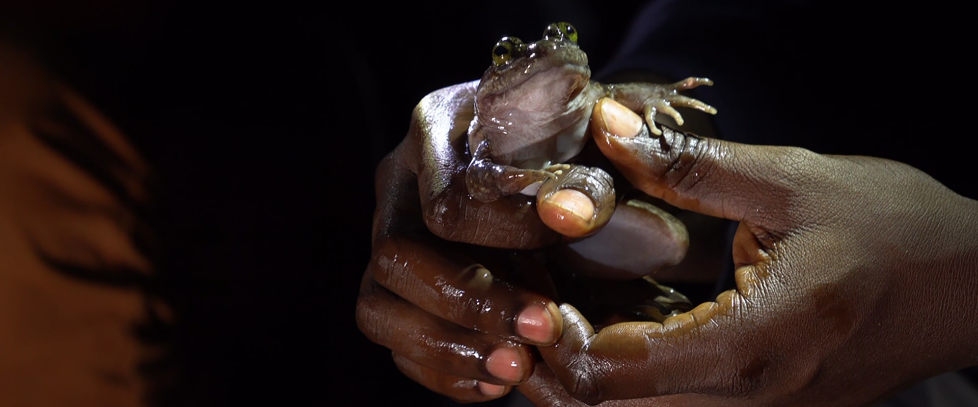 The Togo Slippery Frog or "The Whistling Frog", courtesy of HERP Conservation-Ghana
