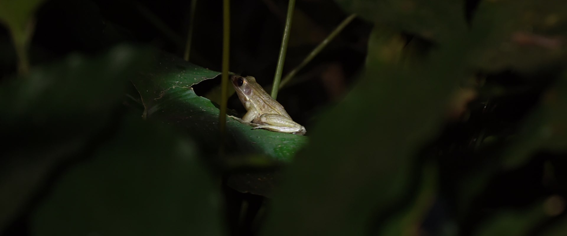 The Togo Slippery Frog or "The Whistling Frog," courtesy of HERP Conservation-Ghana