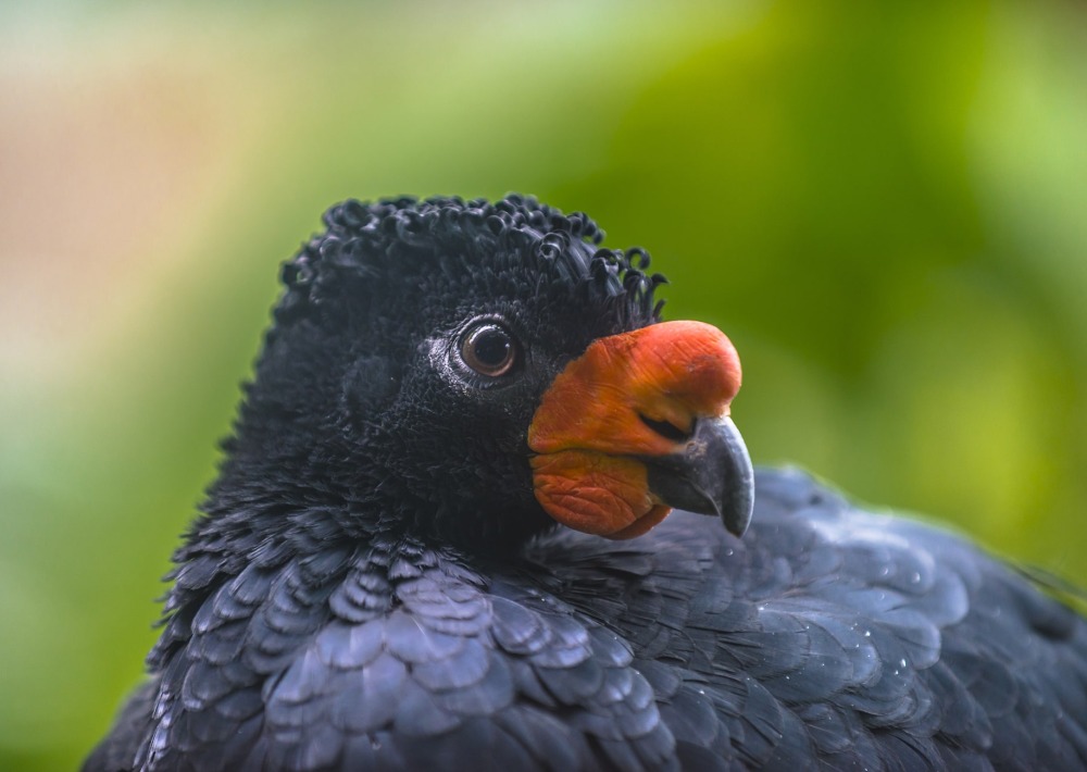 A male Wattled Curassow, by Kris Wiktor