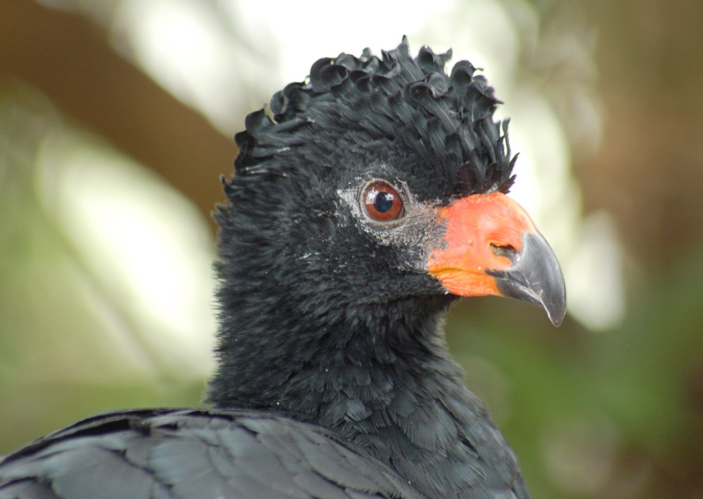 The Wattled Curassow, by Derek Ramsey