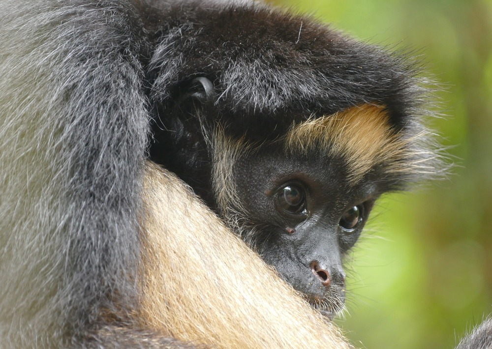 The Endangered White-bellied Spider Monkey, by Helge Zabka