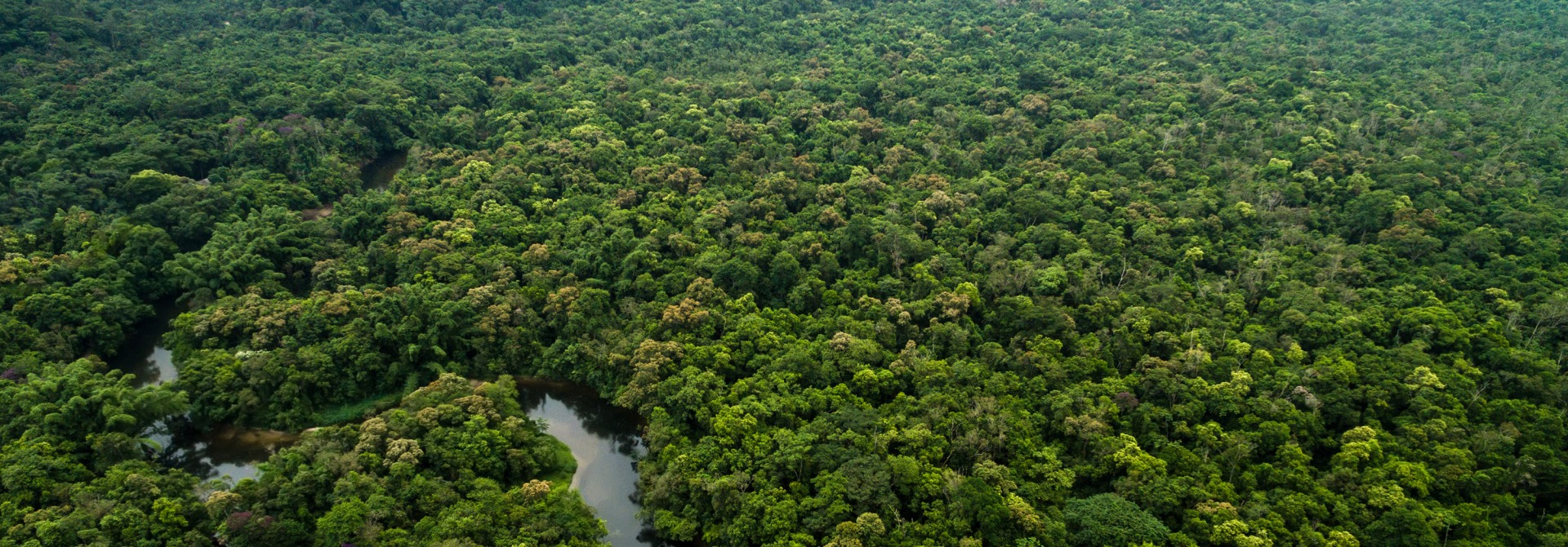 Aerial View of River in Rainforest, Latin America