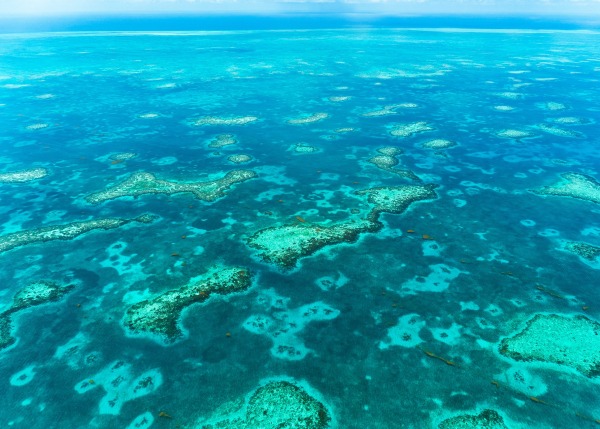 Coral Barrier Reef in Belize, by Maria Palacios