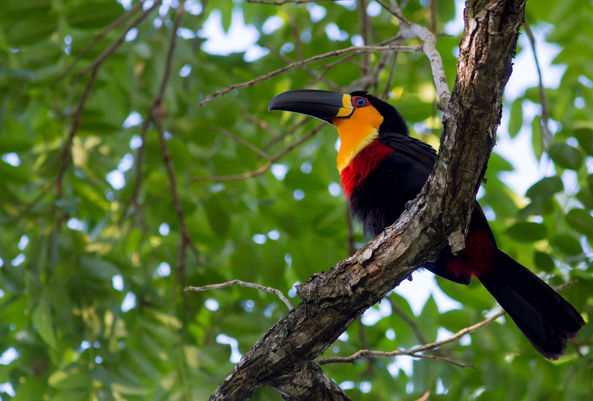 The Ariel Toucan, by Maarten Aeehandelaar
