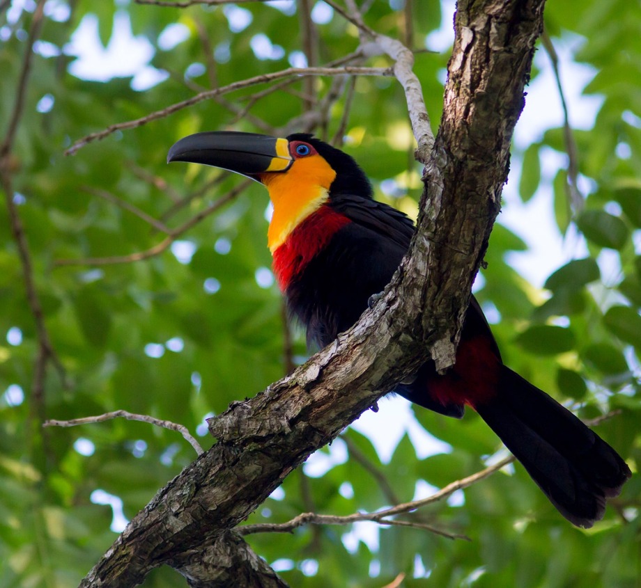 The Ariel Toucan, by Maarten Aeehandelaar