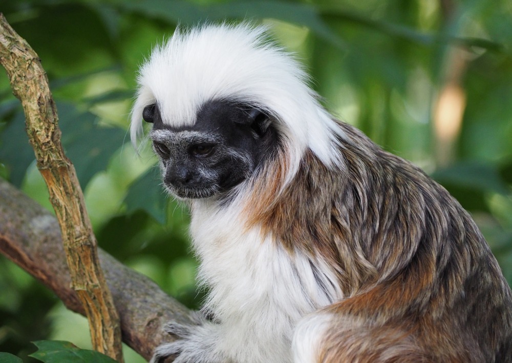 Colombia Cotton headed Tamarin