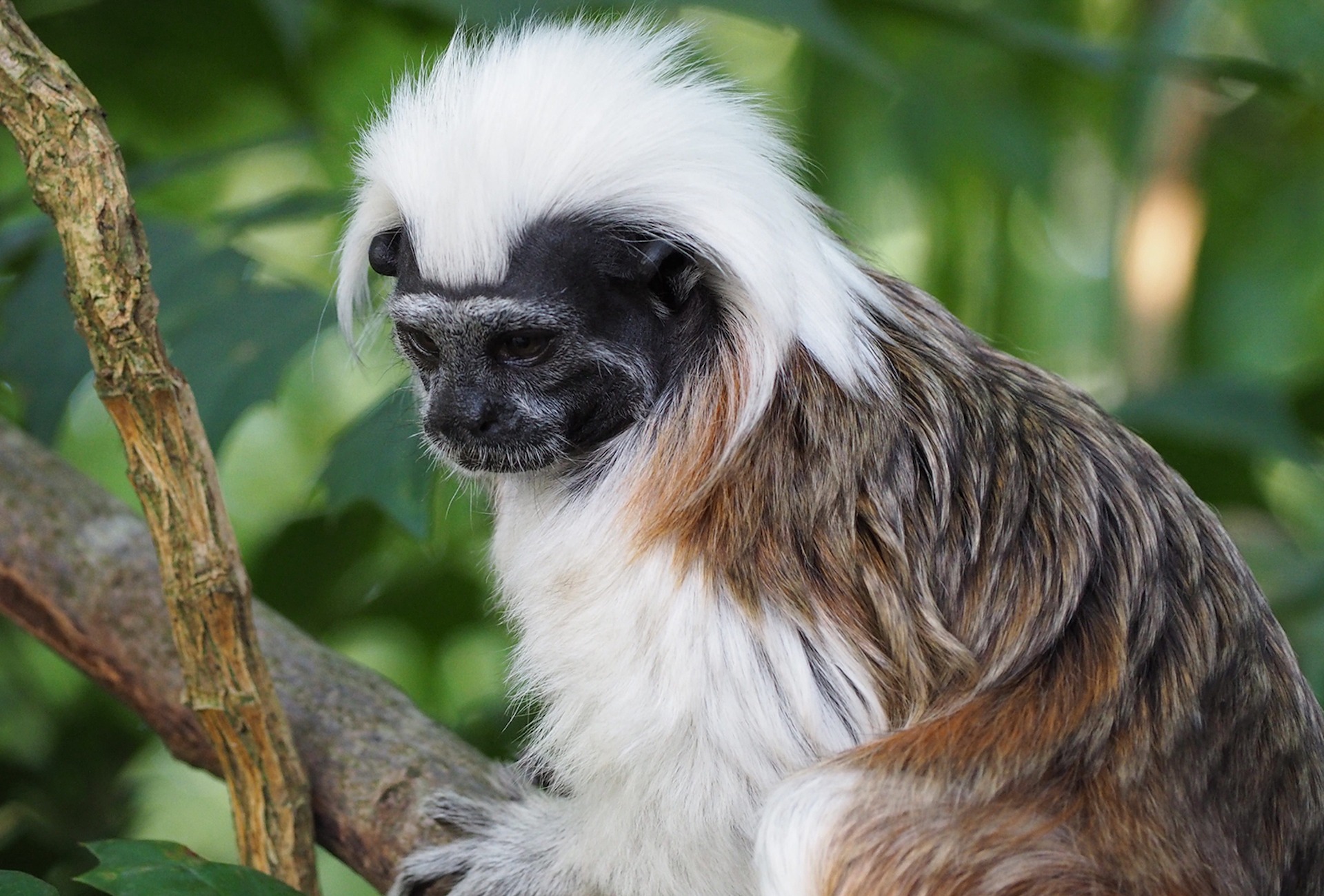 The Cotton-top Tamarin, by pxfuel/Creative Commons
