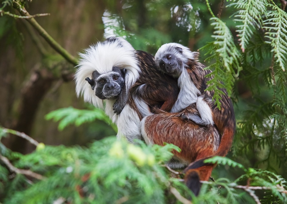Cotton-top Tamarin with baby, by Marten House
