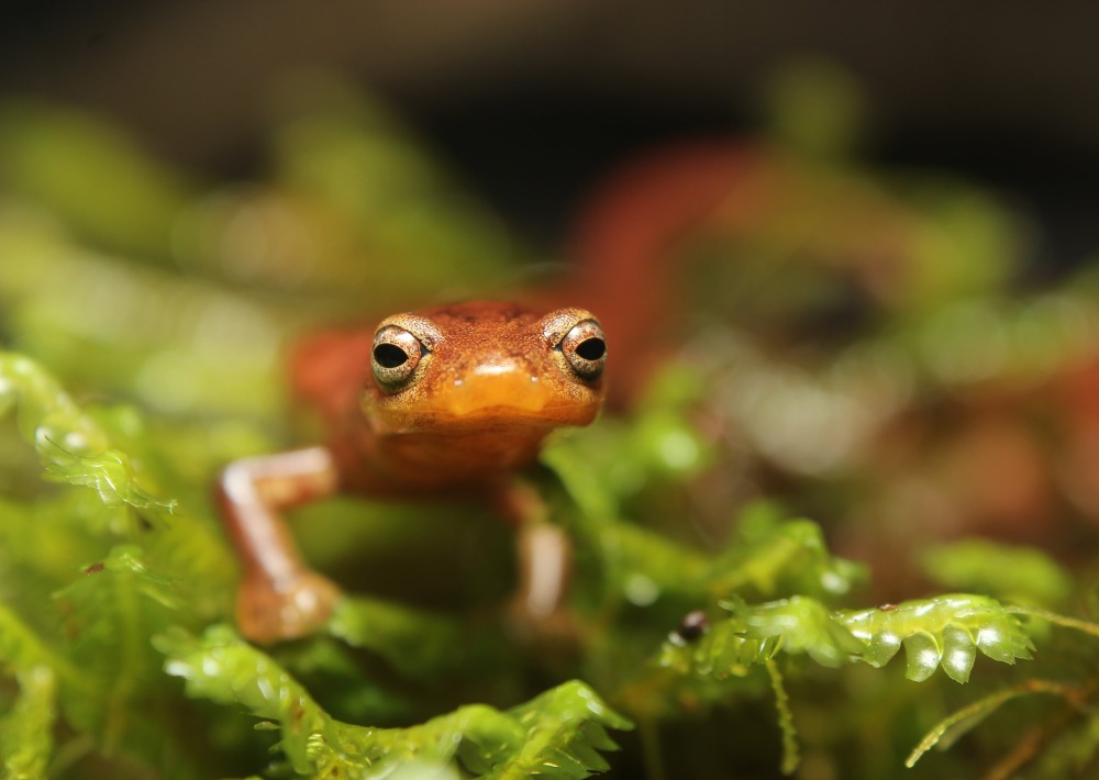 Chucanti Salamander by Abel Batista