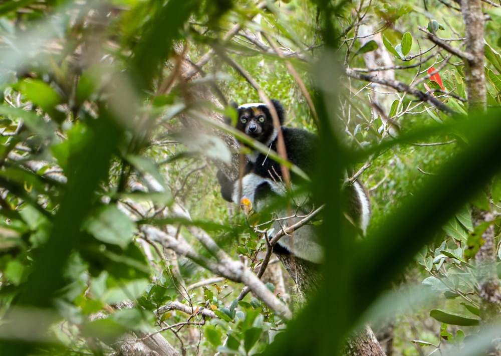 The Indri Lemur, courtesy of L’Homme et l’Environnement
