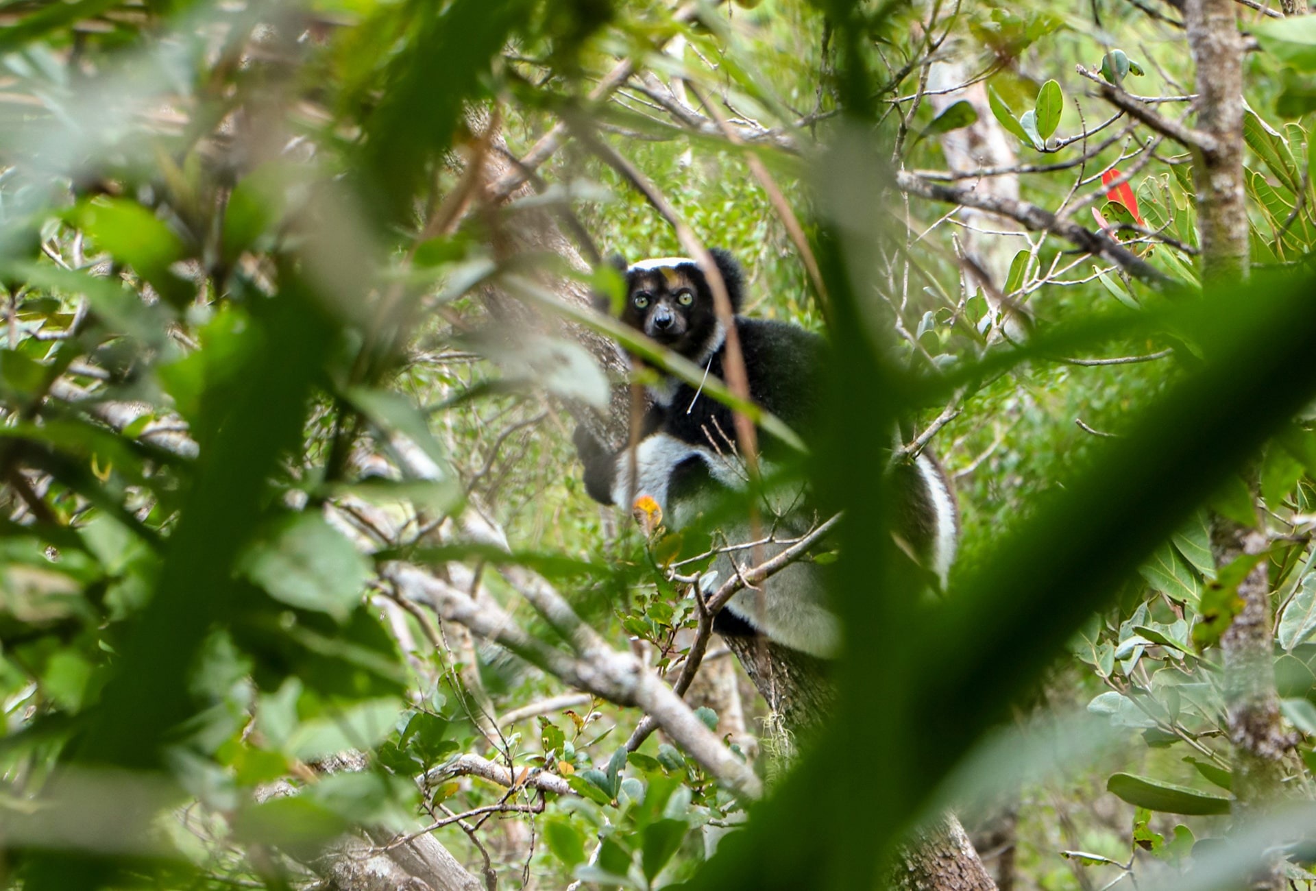 The Indri Lemur, courtesy of L’Homme et l’Environnement