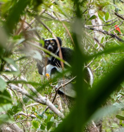 The Indri Lemur, courtesy of L’Homme et l’Environnement