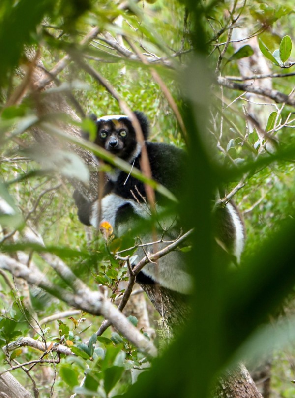 The Indri Lemur, courtesy of L’Homme et l’Environnement