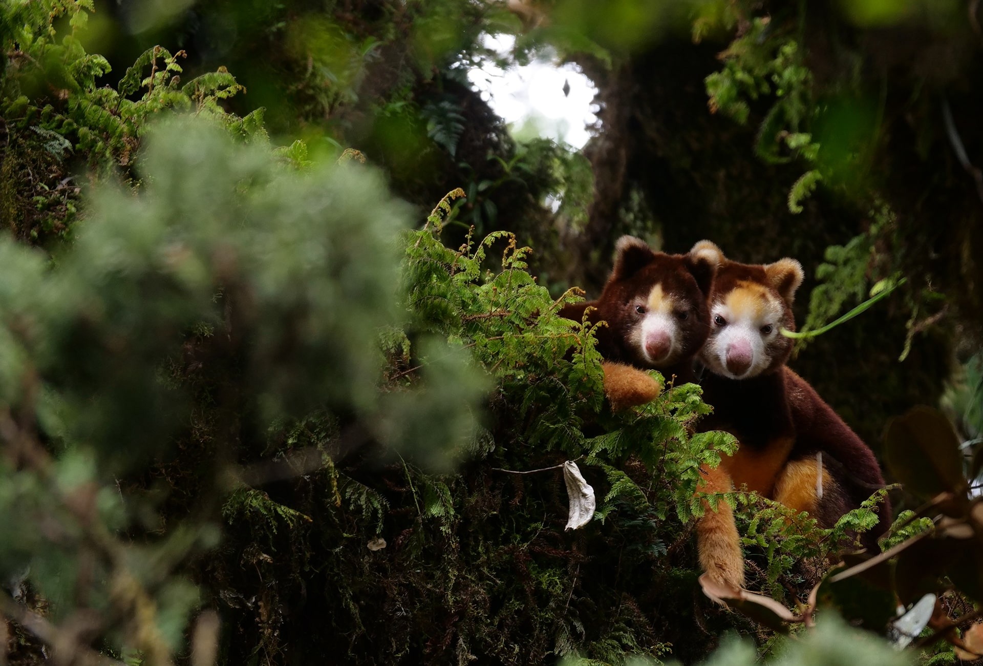 Matschies Tree Kangaroo, YUS Conservation Area, by Jonathan Byers