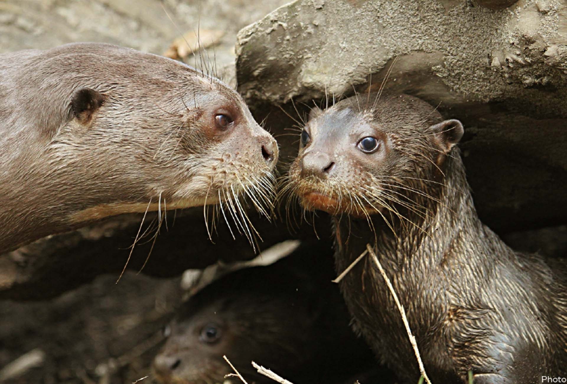 The Endangered Giant Otter, by Zoofanatic/Flickr