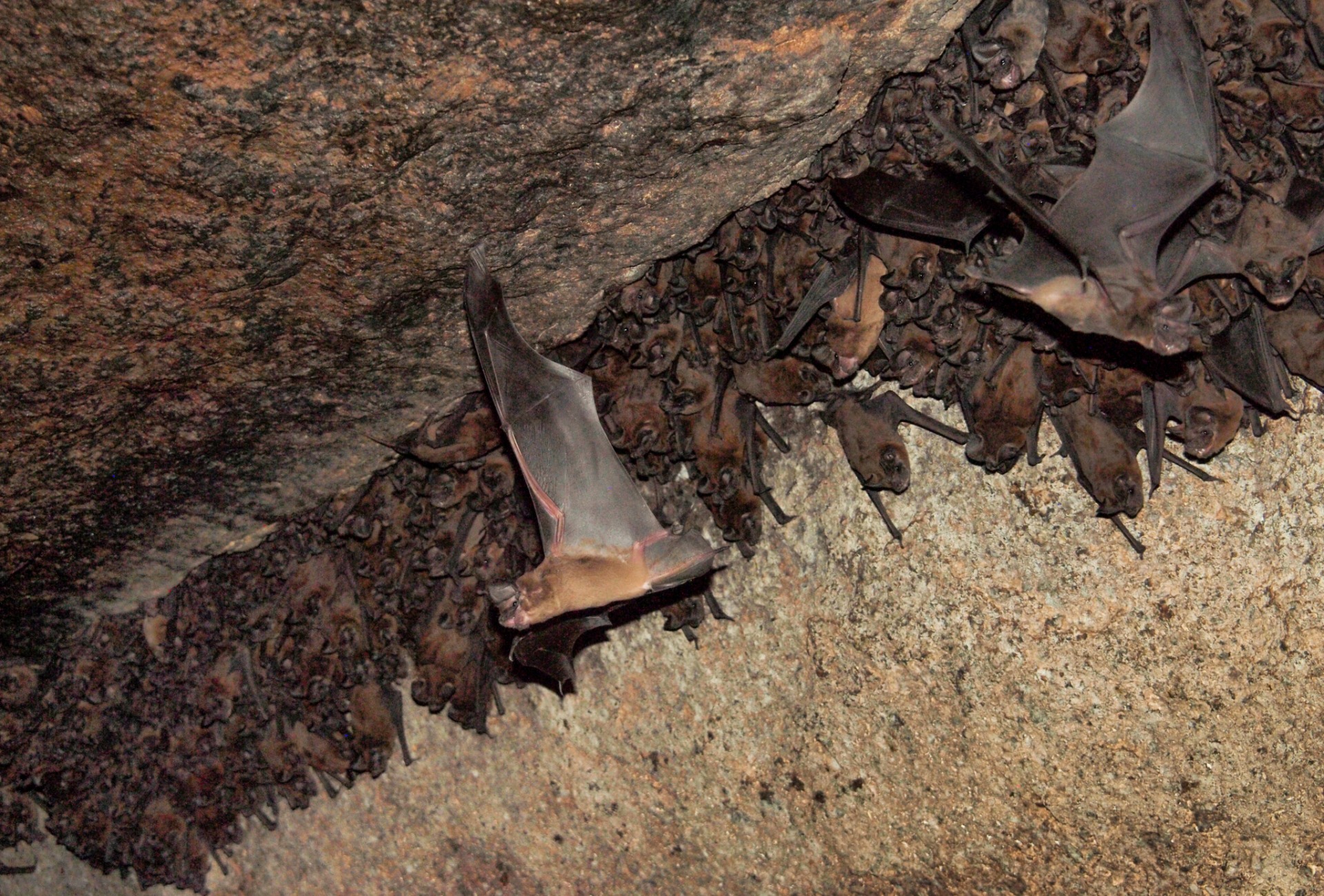 Fijian Free-tailed Bat, by Shawn Thomas