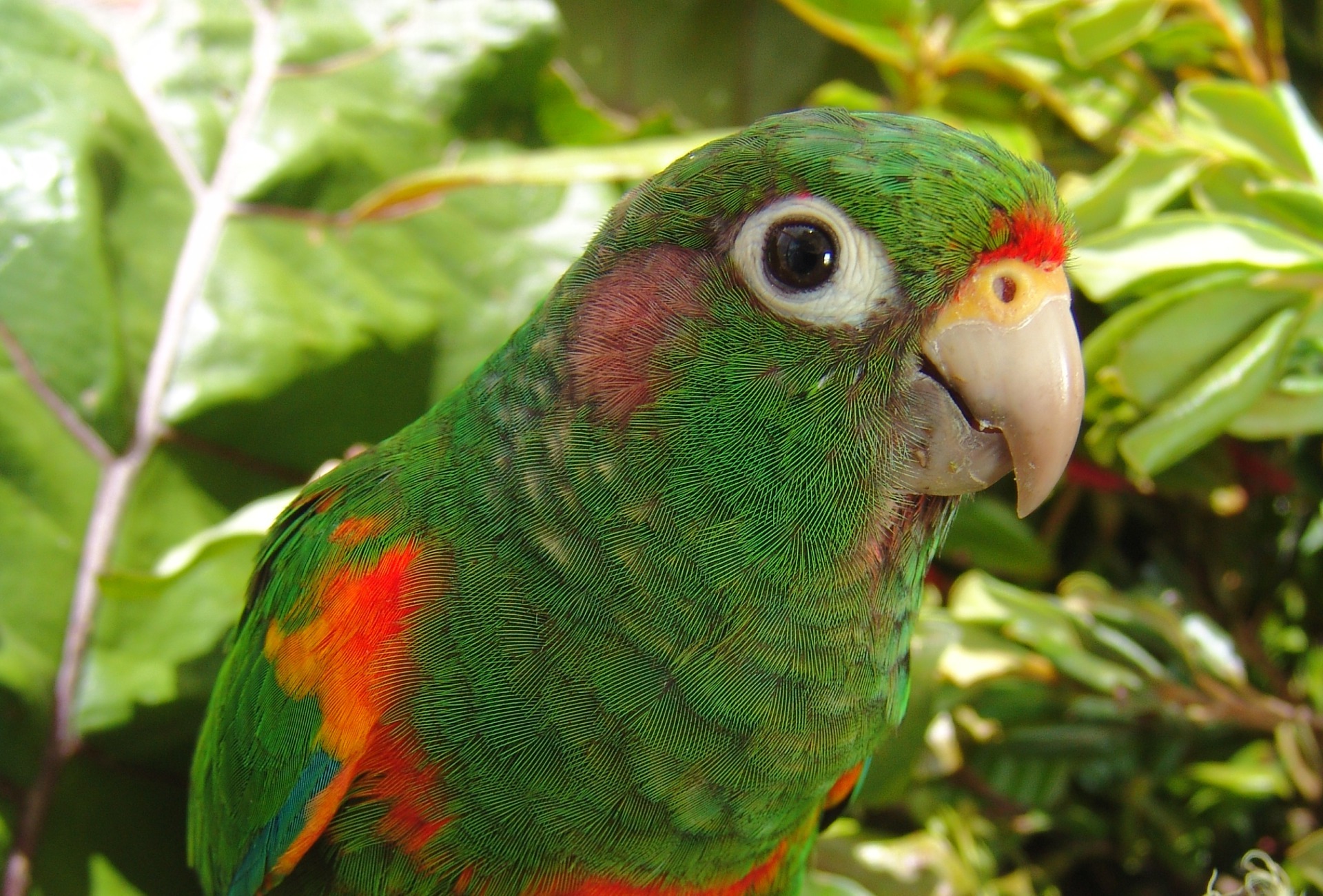 Santa Marta Parakeet, courtesy of Proaves