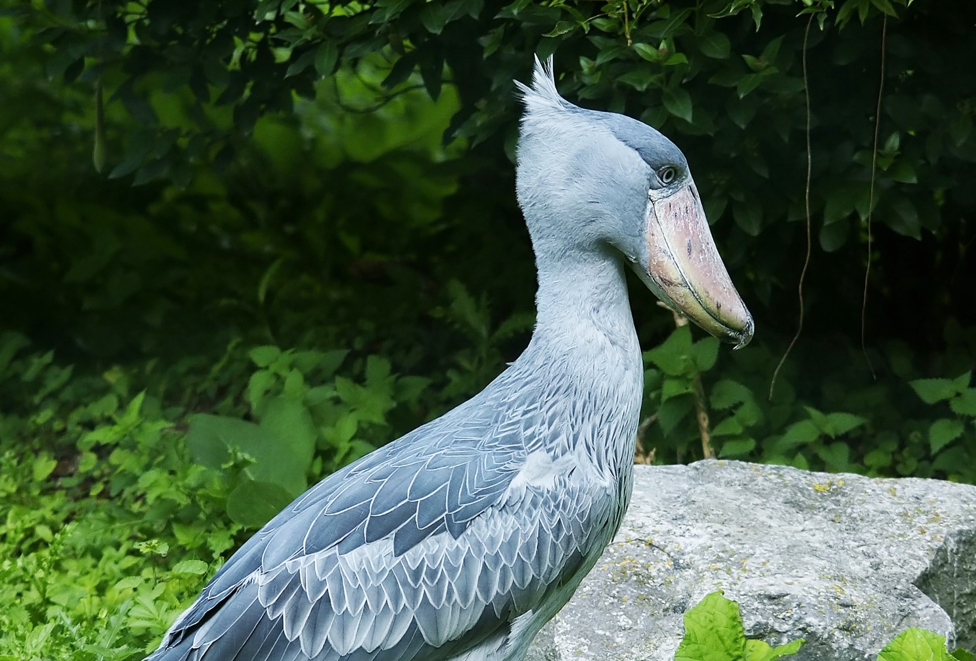 Shoebill, by Hans Hillewaert