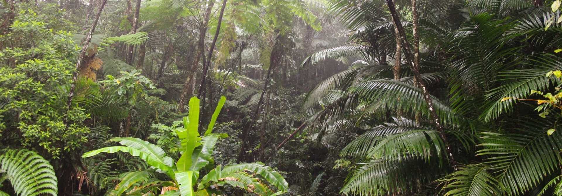 Sierra Palm Forest in Puerto Rico