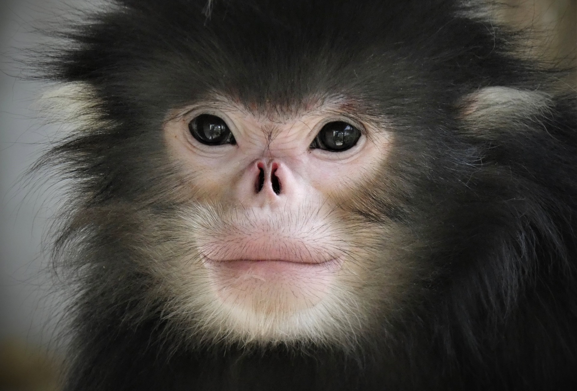 Snub nosed monkey