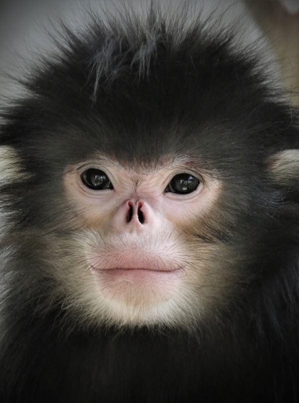 Snub nosed monkey