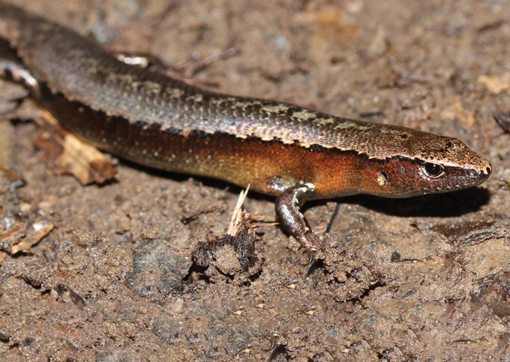 Panié Litter Skink