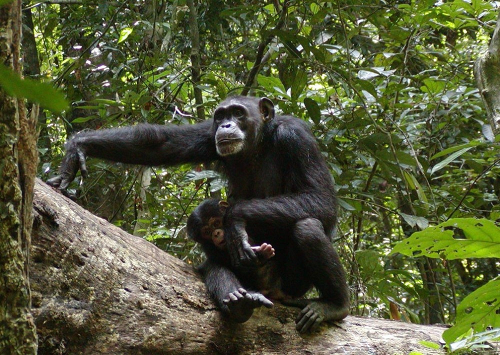 Critically Endangered Western Chimpanzees