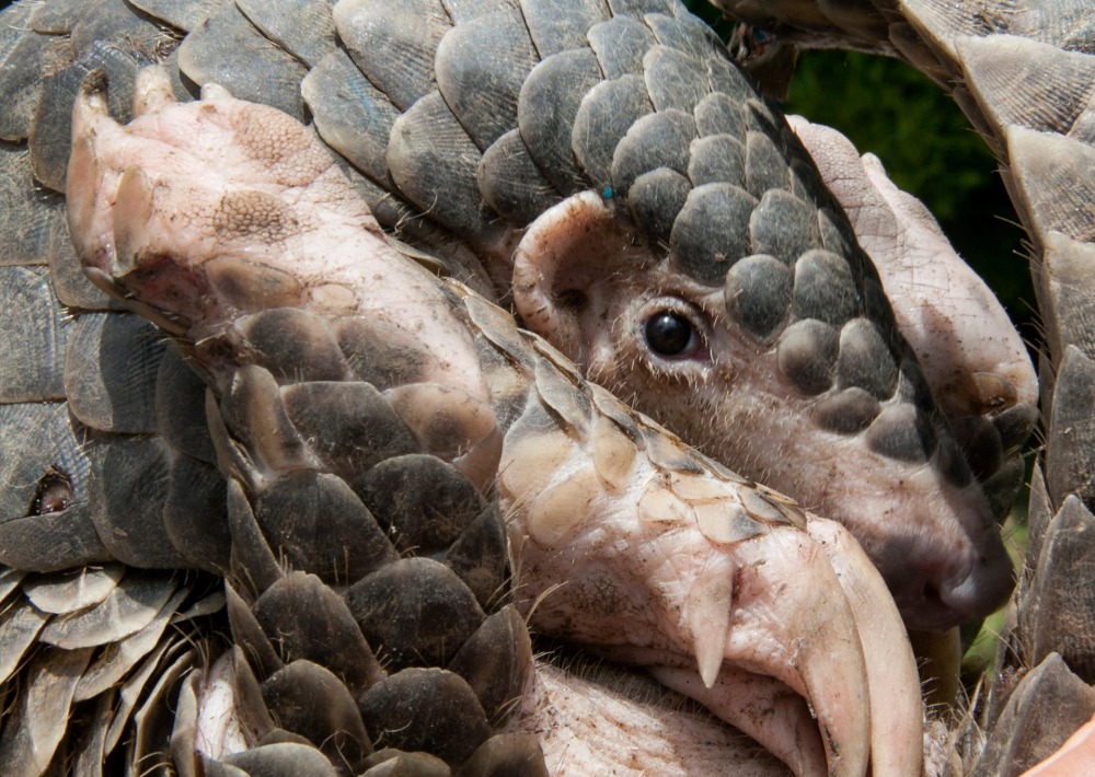 Young Chinese Pangolin, by Prafulrao