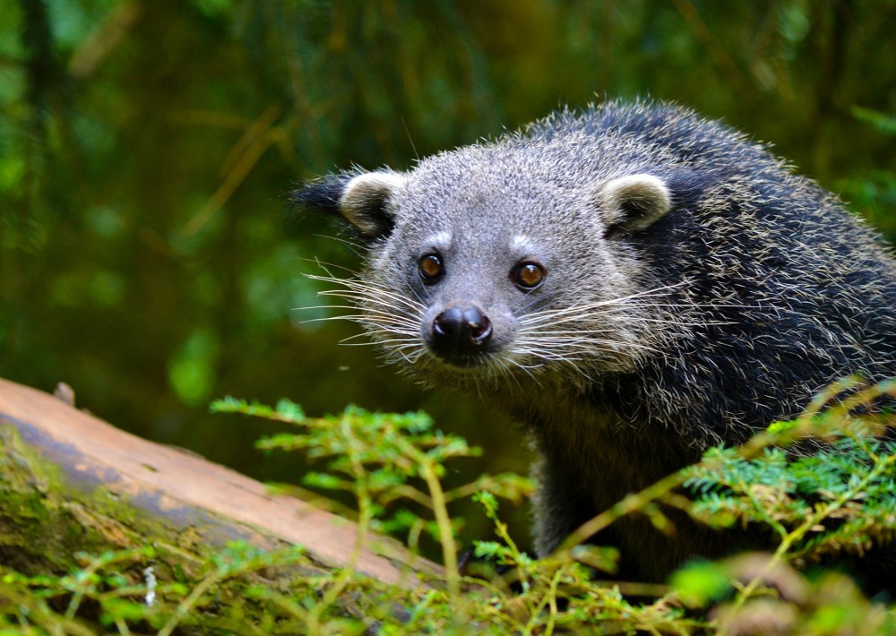 The Palawan Bearcat