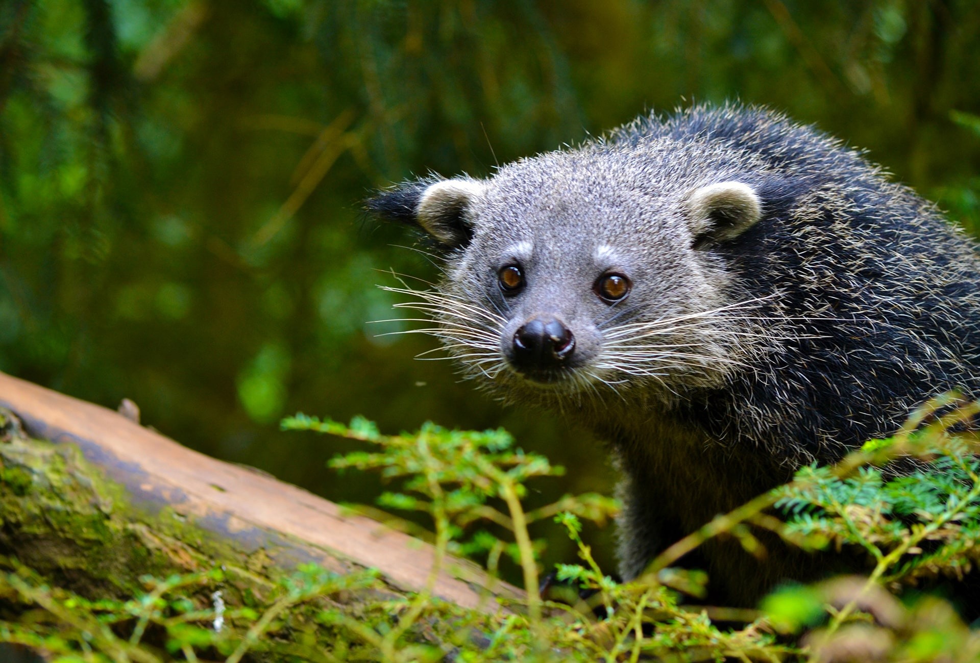 The Palawan Bearcat