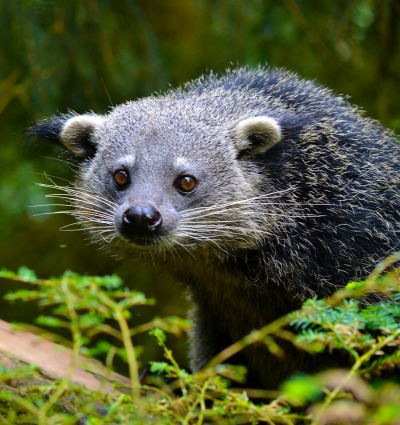 The Palawan Bearcat