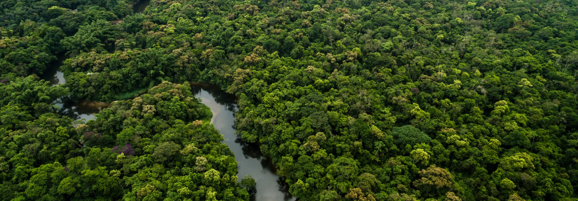 Aerial View of River in Rainforest, Latin America