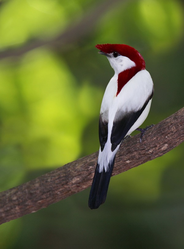 The Araripe Manakin or "Little Soldier Bird," by Agami Photo Agency