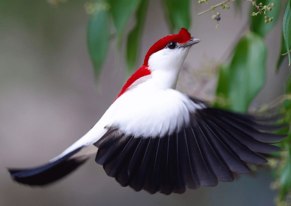 The Araripe Manakin or "Little Soldier Bird," by AQUASIS