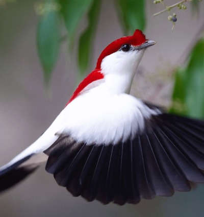 The Araripe Manakin or "Little Soldier Bird," by AQUASIS