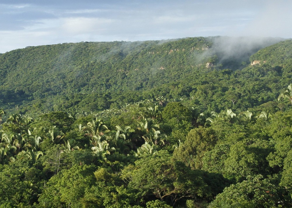 The project site in Brazil, and habitat for the Araripe Manakin, by AQUASIS