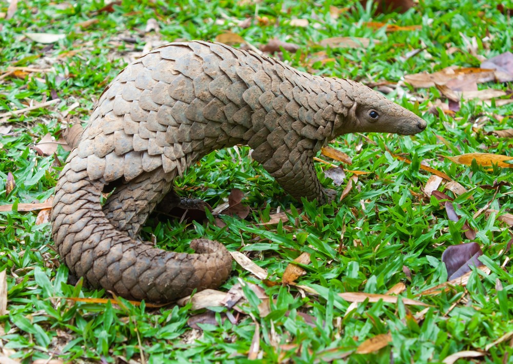 The Sunda Pangolin, also know as the Javan Pangolin, by Binturong Tonoscarpe