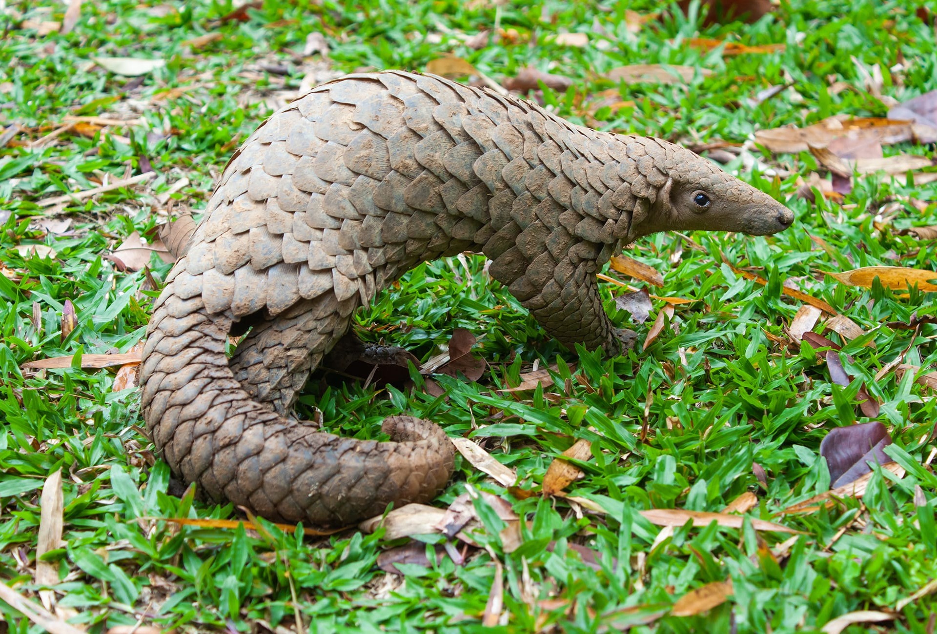 The Sunda Pangolin, also know as the Javan Pangolin, by Binturong Tonoscarpe