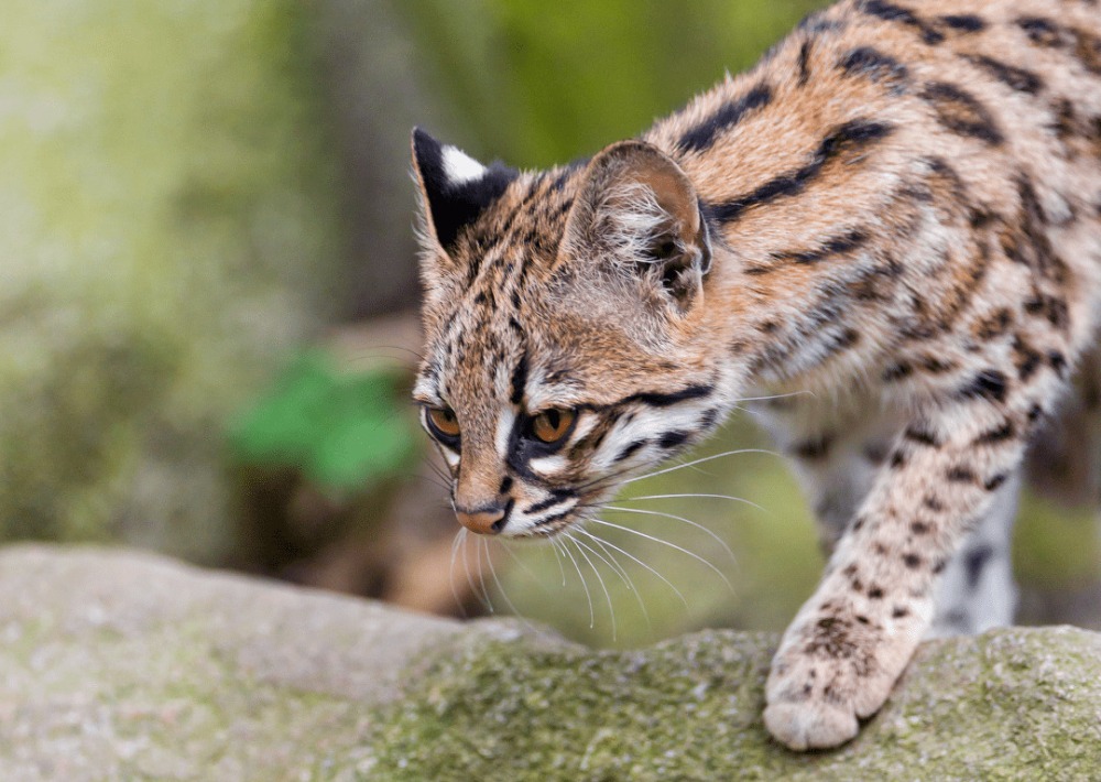 Northern Tiger Cat, by Tambako the Jaguar