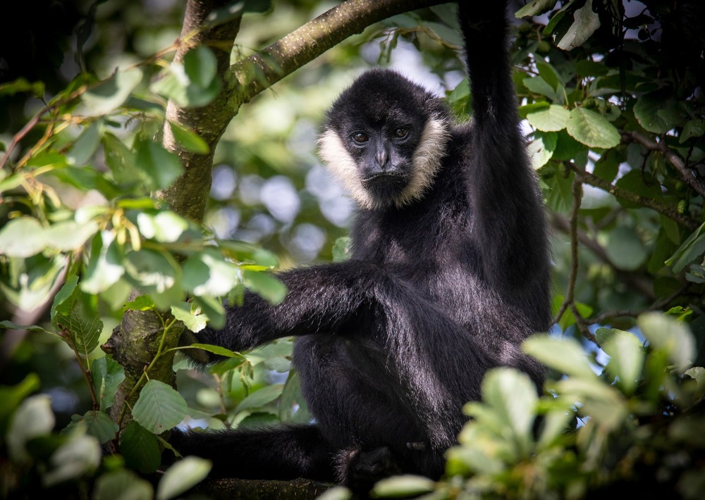 Northern White-cheeked Gibbon, by Milan Vachal