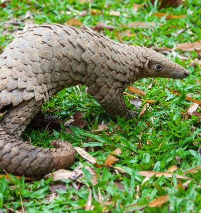 Sunda Pangolin, also known as the Java Pangolin, by Binturong Tonoscarpe