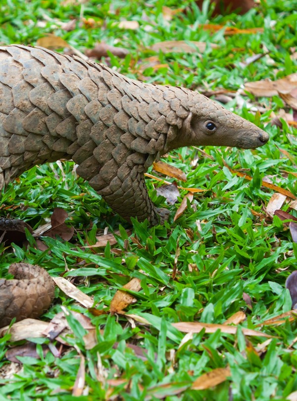 Sunda Pangolin, also known as the Java Pangolin, by Binturong Tonoscarpe