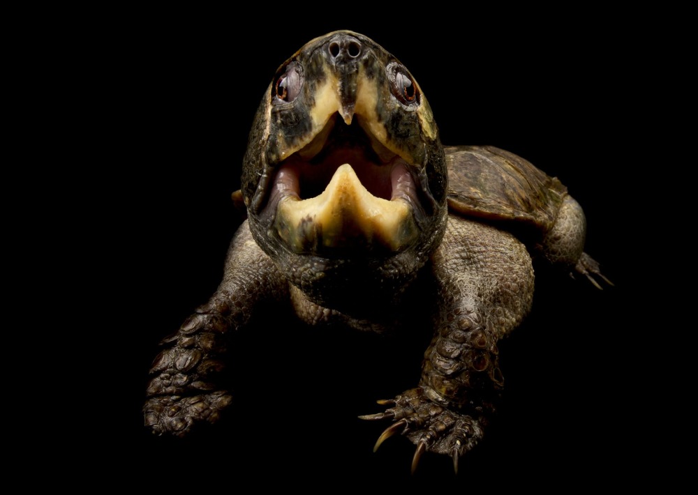 The Big-headed Turtle, by Reptiles4all