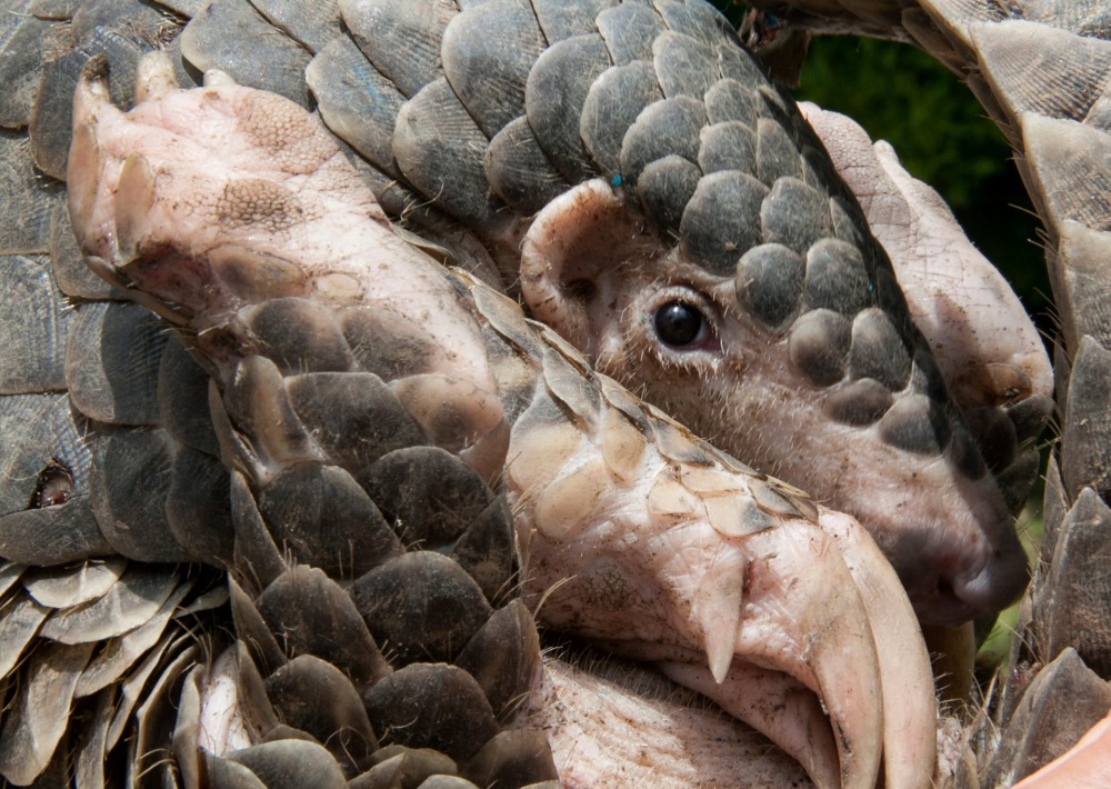 Young Chinese Pangolin, by Prafulrao