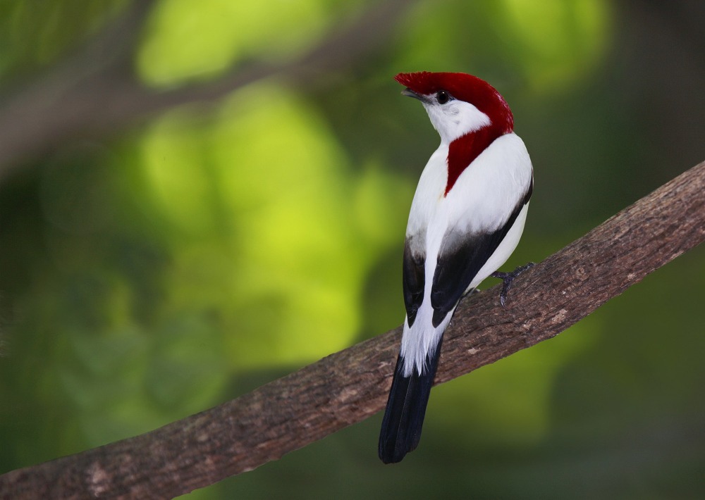 The Araripe Manakin or "Little Soldier Bird," by Agami Photo Agency