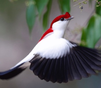 The Araripe Manakin or "Little Soldier Bird," by AQUASIS