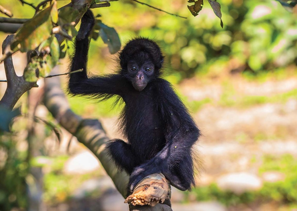 Baby-Black-faced-Spider-Monkey