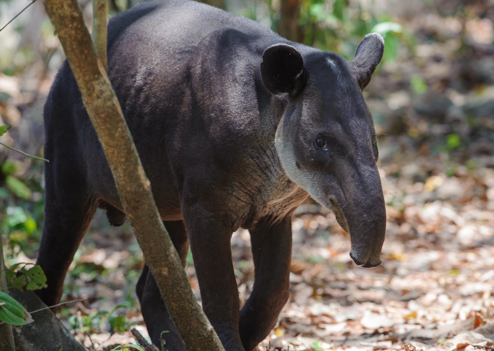 Baird's Tapir in Central America, by Salparadis