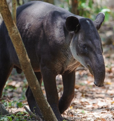 Baird's Tapir in Central America, by Salparadis